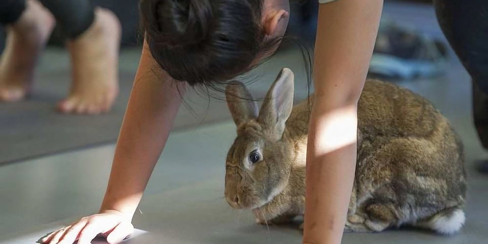 Bunny Yoga - Eden Prairie Local News