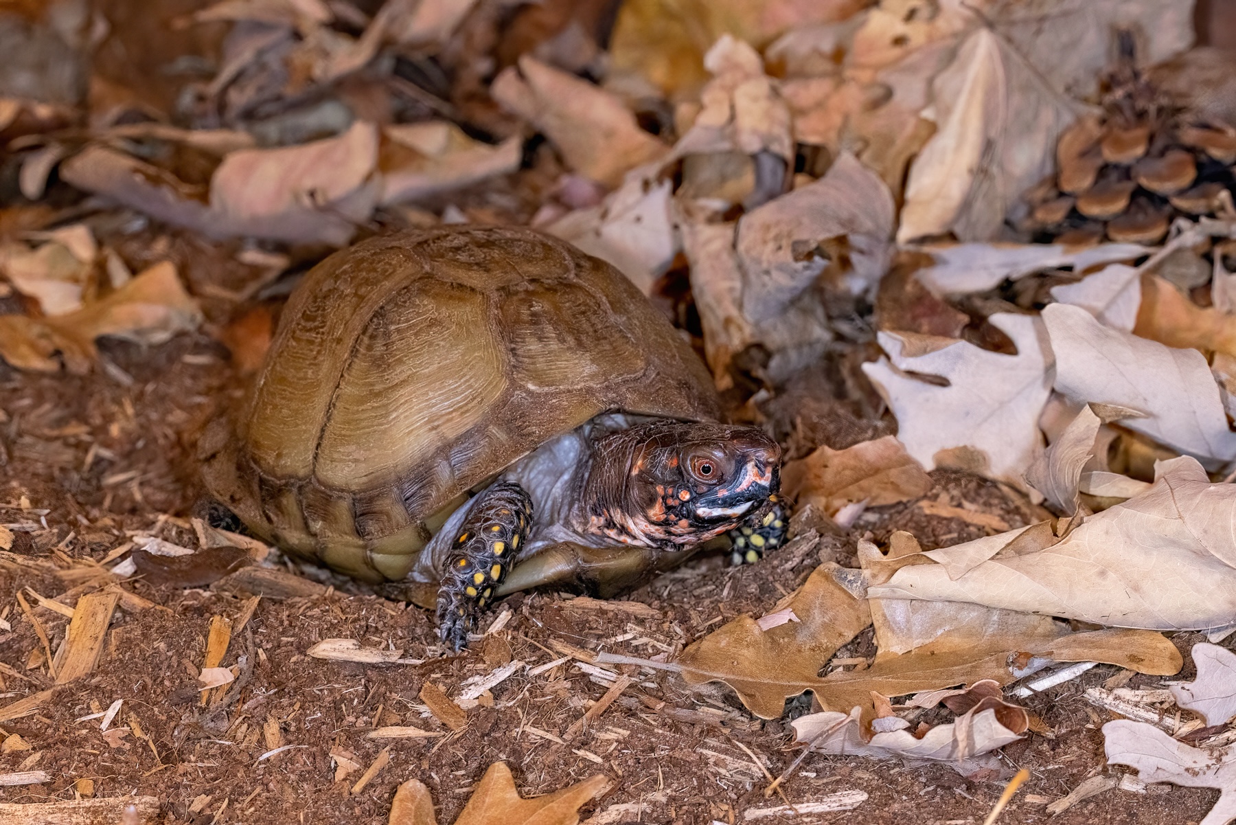 Exploring the resilient Eastern box turtle's life - Eden Prairie Local News