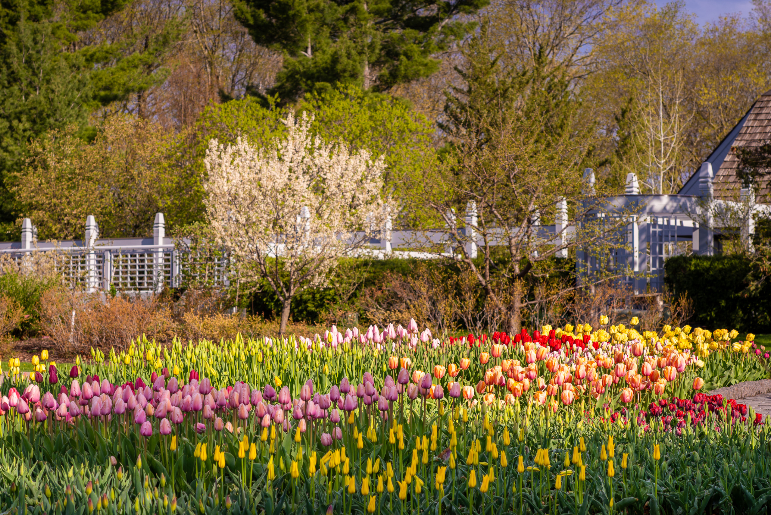 The Arboretum tulips are in bloom! - Eden Prairie Local News