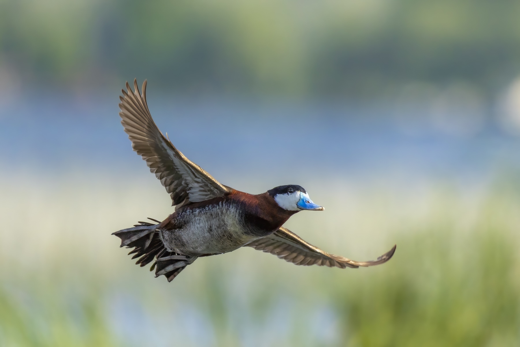 Flying Low Ruddy Duck Steals The Show Eden Prairie Local News Ruddy Duck Male In Flight Tekiela TEK4110